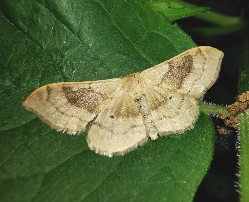 Réf. 324 851 : Idaea degeneraria